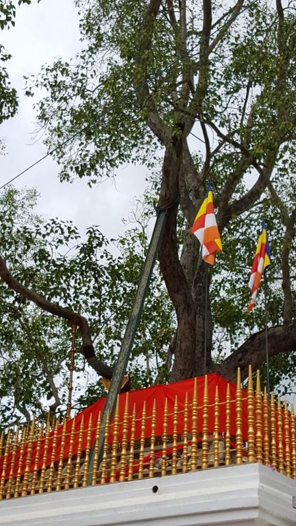 Little Paradise Tourist Guest House And Holiday Home Anuradhapura Bagian luar foto